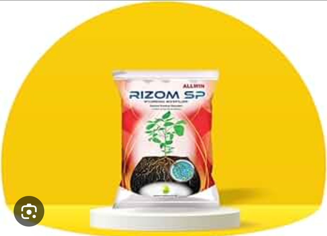 RIZOM SP